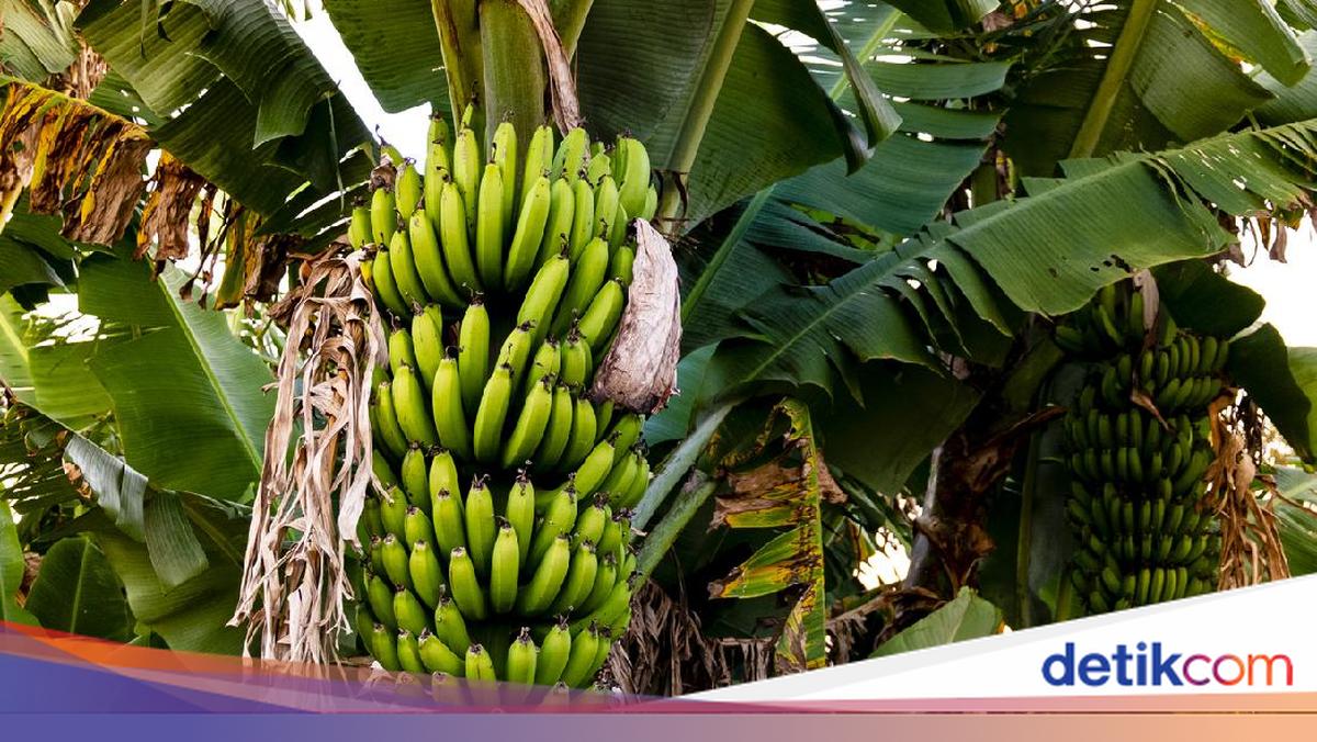 Pisang JOSSS-E: Manisnya Cilacap dalam Setiap Gigitan